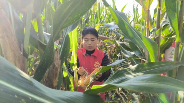 杠杆配资网 河北曲周：秋收一线“她”力量 巾帼暖心稳后方