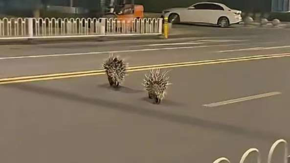 富腾优配  微言 | “疯狂动物城”的现实版？